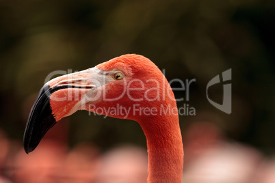 Pink Caribbean flamingo, Phoenicopterus ruber