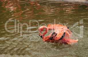 Pink Caribbean flamingo, Phoenicopterus ruber