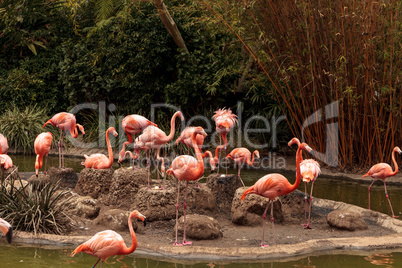 Pink Caribbean flamingo, Phoenicopterus ruber