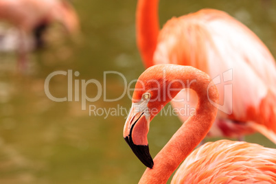 Pink Caribbean flamingo, Phoenicopterus ruber