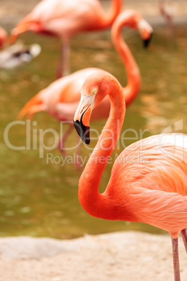 Pink Caribbean flamingo, Phoenicopterus ruber