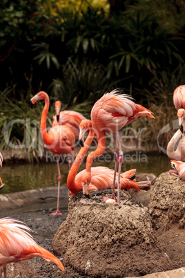 Pink Caribbean flamingo, Phoenicopterus ruber