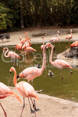 Pink Caribbean flamingo, Phoenicopterus ruber