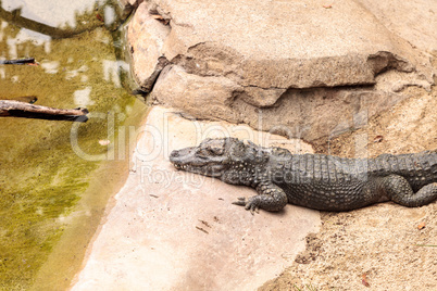 Chinese alligator scientifically known as Alligator sinensis