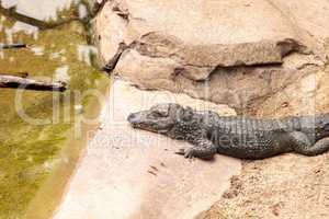 Chinese alligator scientifically known as Alligator sinensis
