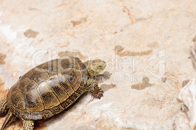 European pond turtle Emys orbicularis