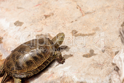 European pond turtle Emys orbicularis