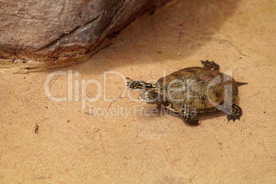 European pond turtle Emys orbicularis