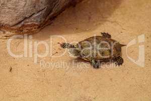 European pond turtle Emys orbicularis