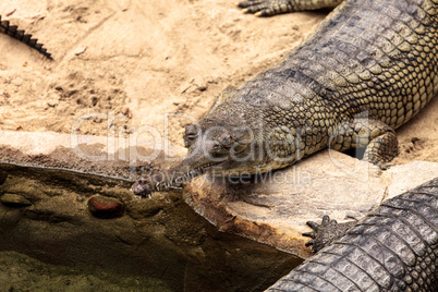 Gharial known as Gavialis gangeticus