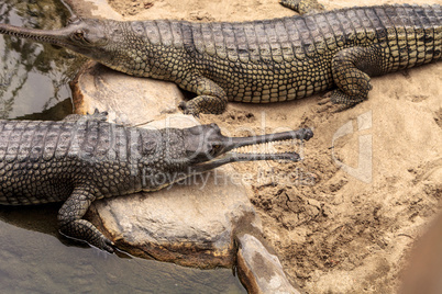 Gharial known as Gavialis gangeticus