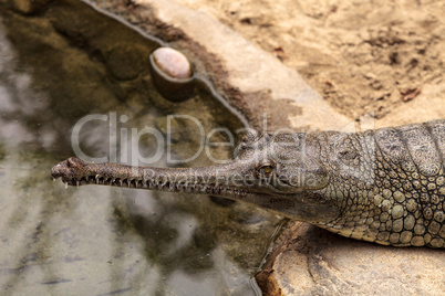 Gharial known as Gavialis gangeticus