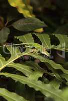 Green anole scientifically known as Anolis Carolinensis