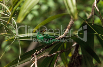 Green honeycreeper scientifically known as Chlorophanes spiza