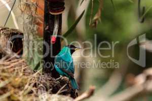 Green honeycreeper scientifically known as Chlorophanes spiza