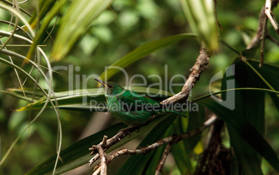 Green honeycreeper scientifically known as Chlorophanes spiza