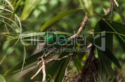 Green honeycreeper scientifically known as Chlorophanes spiza