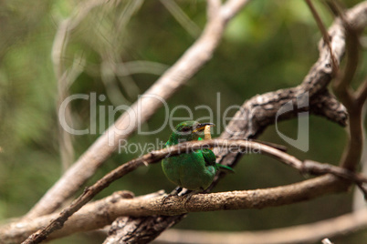 Green honeycreeper scientifically known as Chlorophanes spiza