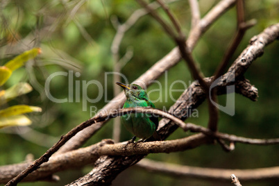 Green honeycreeper scientifically known as Chlorophanes spiza