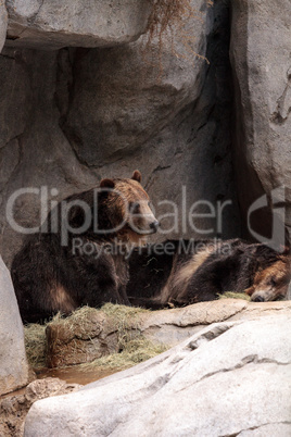 North American Grizzly bear Ursus arctos horribilis