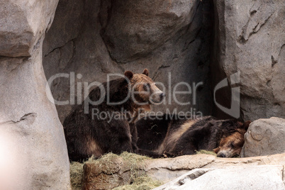 North American Grizzly bear Ursus arctos horribilis
