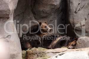 North American Grizzly bear Ursus arctos horribilis