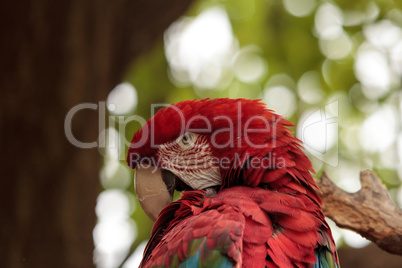 Green wing macaw Ara chloropterus
