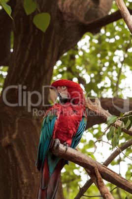 Green wing macaw Ara chloropterus