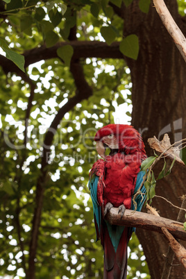 Green wing macaw Ara chloropterus