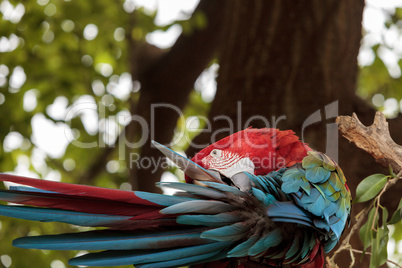 Green wing macaw Ara chloropterus