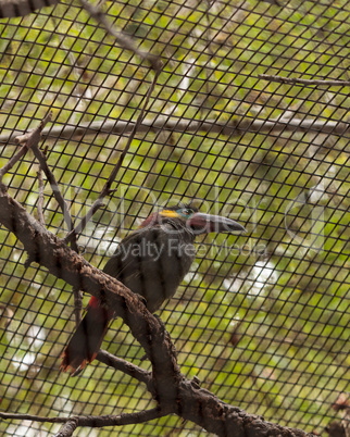 Caged Guianan toucanet Selenidera piperivora