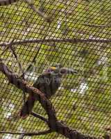 Caged Guianan toucanet Selenidera piperivora