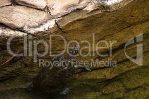 Hamiltons pond turtle Geoclemys hamiltonii