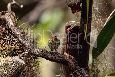 Female purple honeycreeper known as Cyanerpes caeruleus