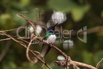 White necked Jacobin known as Florisuga mellivora