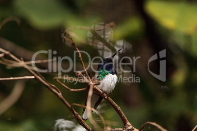 White necked Jacobin known as Florisuga mellivora