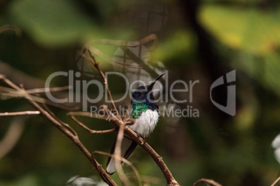 White necked Jacobin known as Florisuga mellivora