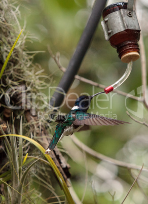 White necked Jacobin known as Florisuga mellivora