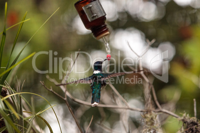 White necked Jacobin known as Florisuga mellivora