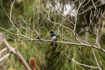 White necked Jacobin known as Florisuga mellivora