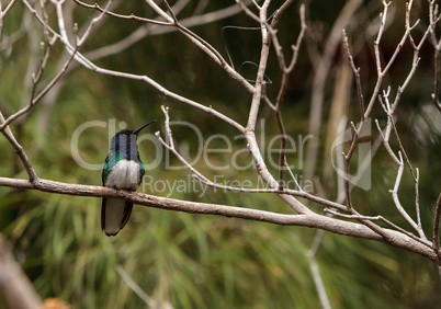 White necked Jacobin known as Florisuga mellivora