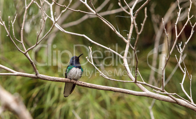 White necked Jacobin known as Florisuga mellivora