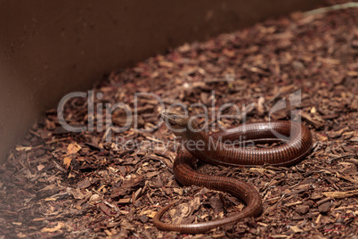 Legless lizard Scheltopusik is scientifically known as Pseudopus