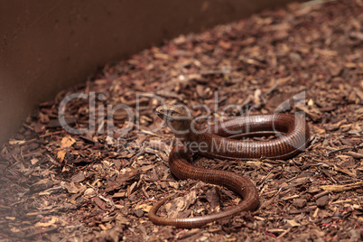 Legless lizard Scheltopusik is scientifically known as Pseudopus