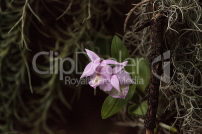 Purple Brassavola orchid