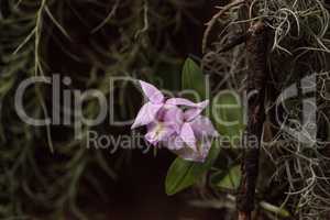 Purple Brassavola orchid