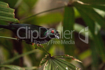 Metallic starling is a shiny bird with red eyes known as Aplonis