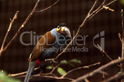 Plate-billed mountain toucan Andigena laminirostris