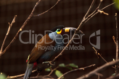 Plate-billed mountain toucan Andigena laminirostris