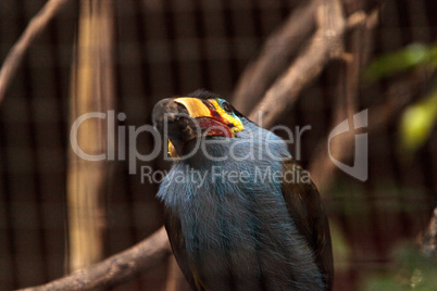 Plate-billed mountain toucan Andigena laminirostris